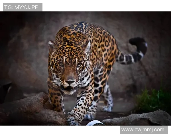 阿特拉斯与美洲狮的精彩对决结果揭晓，谁将胜出成焦点